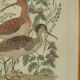 Tableau vintage aquarelle canards de terronblan monbaly dayelle