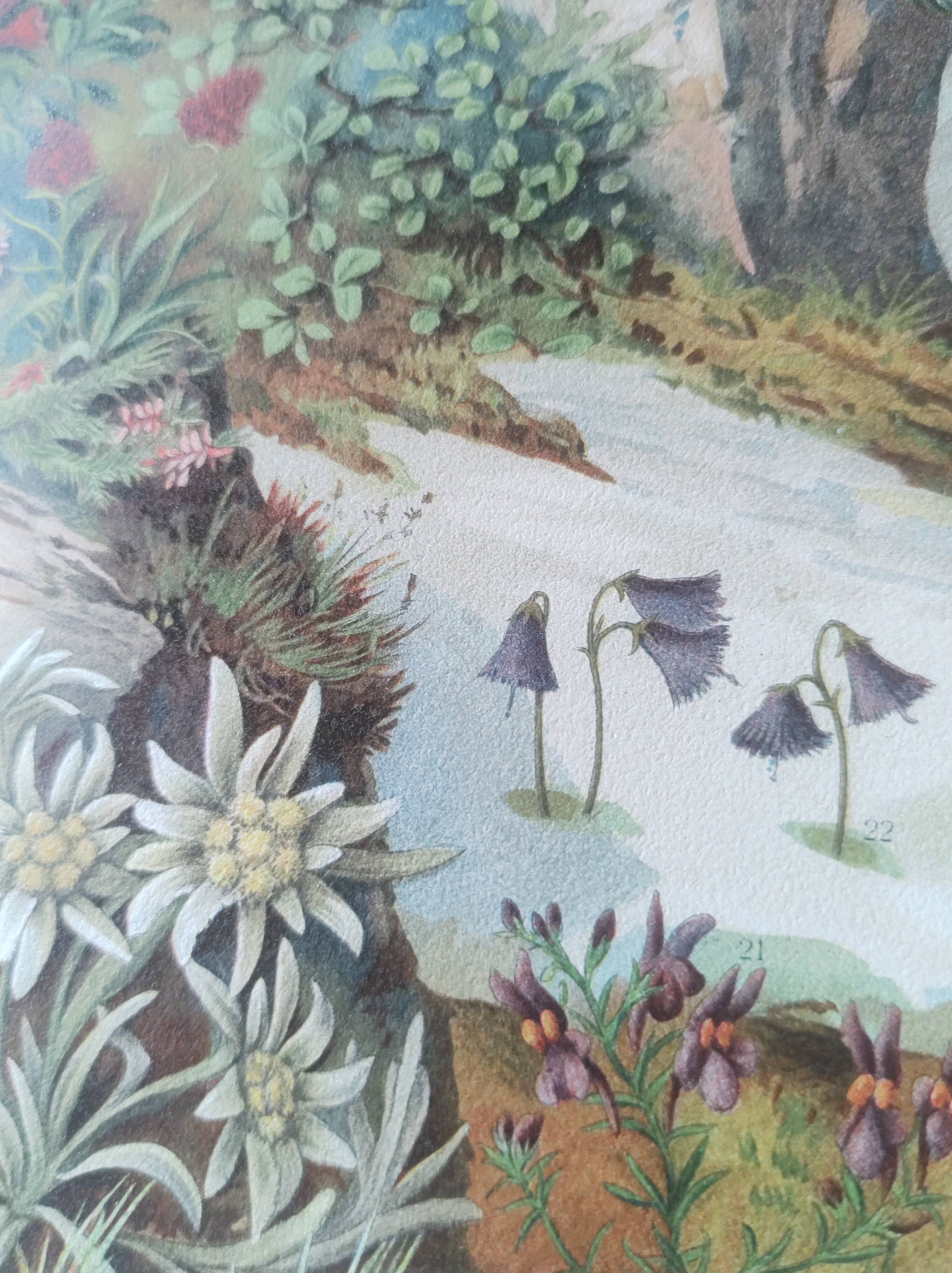 Lithographie ancienne 1909 - Flore alpine - gravure nature montagne vintage