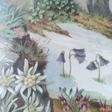 Lithographie ancienne 1909 - Flore alpine - gravure nature montagne vintage