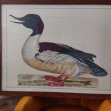 Mergus merganser frame