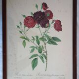 Set of 2 framed lithographs signed pierre joseph redoute