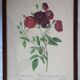 Lot de 2 lithographies encadrées signées pierre joseph redoute