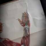 Anatomical poster