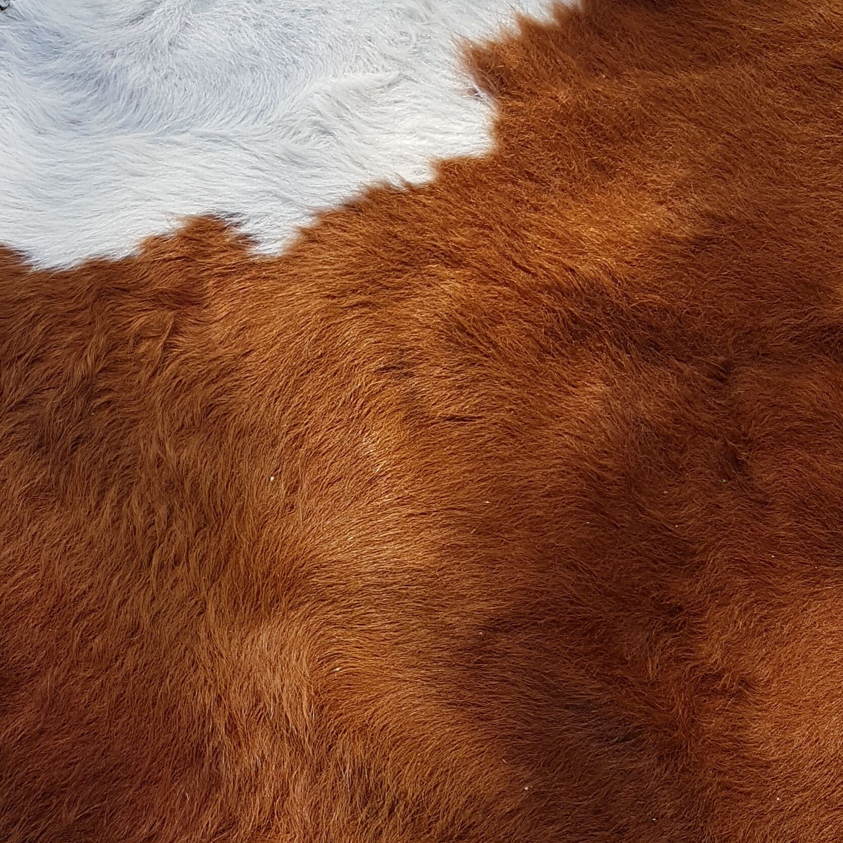 Vintage cow skin 230 x 210 cm