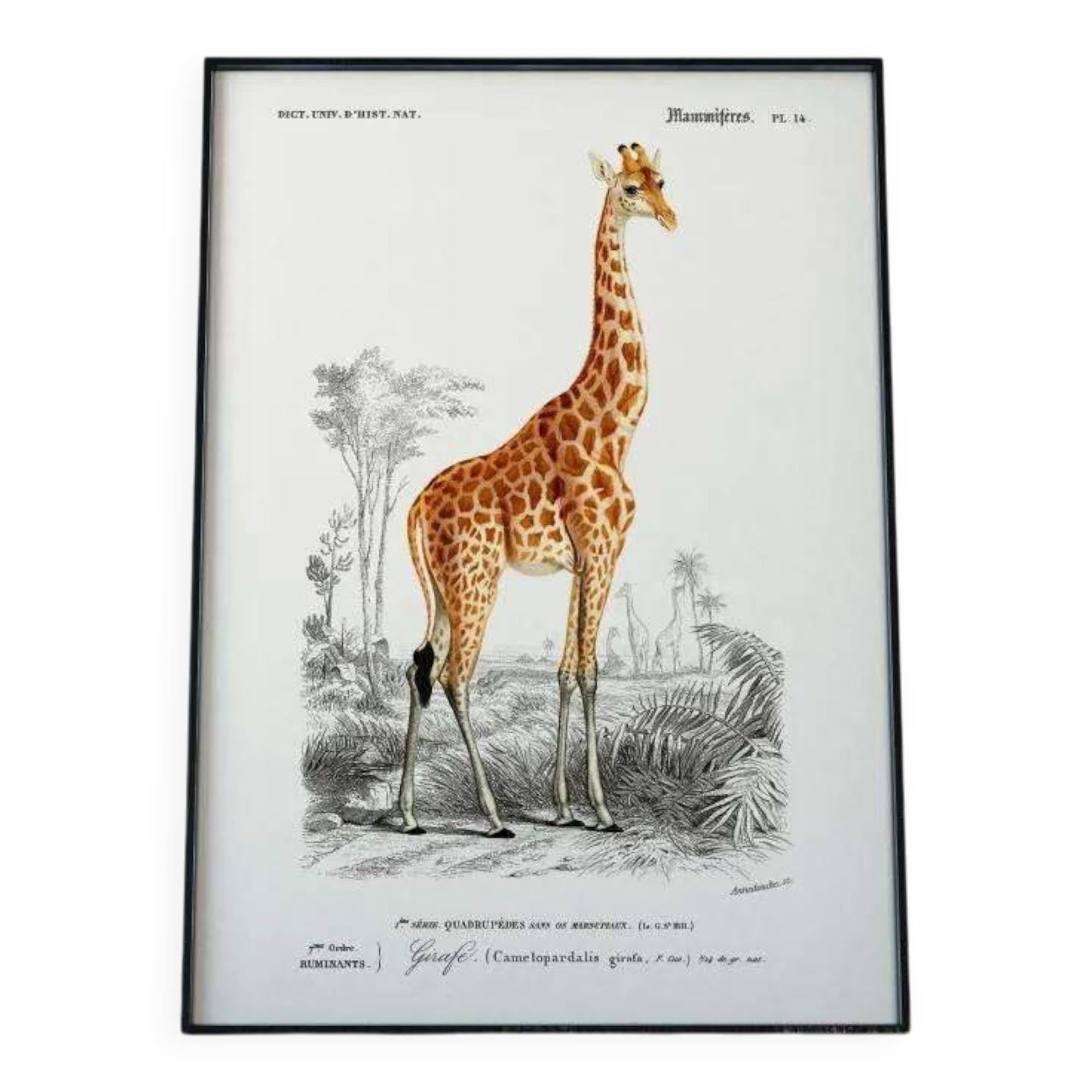 Vintage illustration of a giraffe, Camelopardalis giraffa, in warm safari tones.