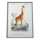 Vintage illustration of a giraffe, Camelopardalis giraffa, in warm safari tones.