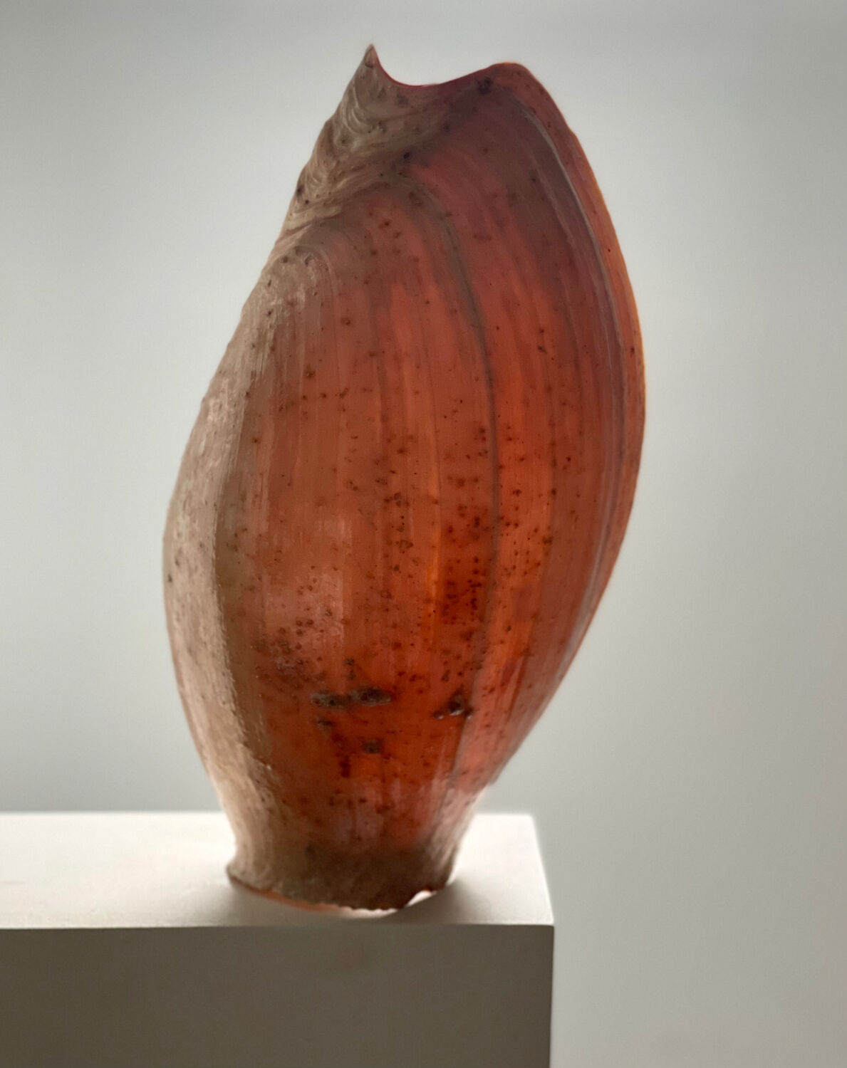 Large Melo Amphora seashell.