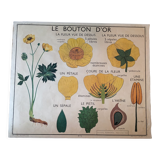 Ancienne affiche scolaire botanique bouton et tulipe d'or années 50 rossignol