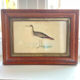 Lithographies couleur oiseaux encadrées