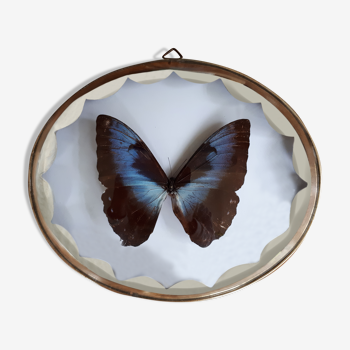 Naturalized framed butterfly