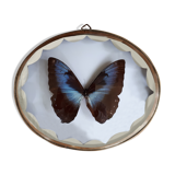 Papillon naturalisé encadré