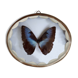 Papillon naturalisé encadré