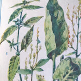 Botanical plate XIII
