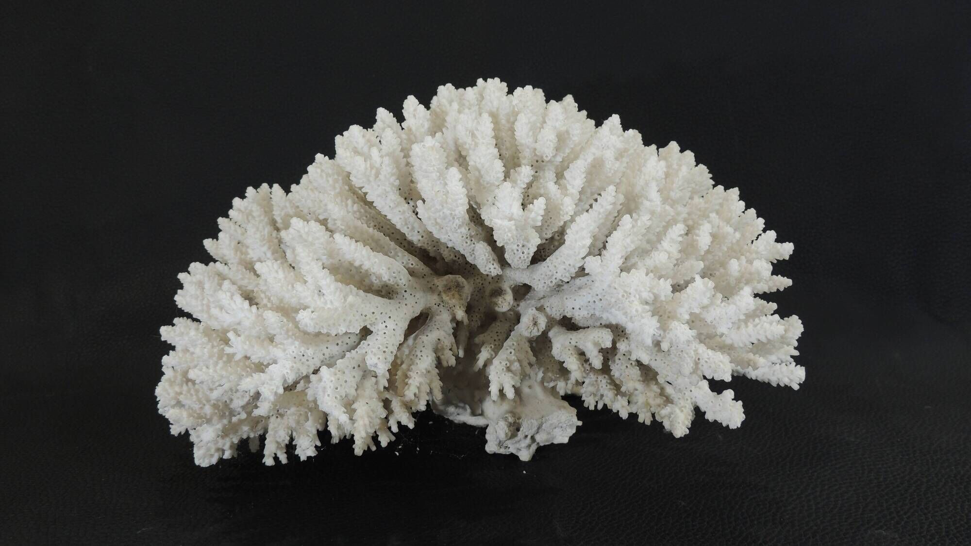 Large white sea coral