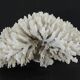 Large white sea coral