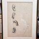 Old Print Engraving 19th Century Study of an Ear Sketch After Raphael Pasquier