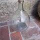 Give me a transparent glass jar.