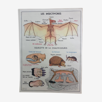 Affiche d'école scolaire vintage