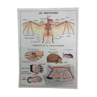 Affiche d'école scolaire vintage