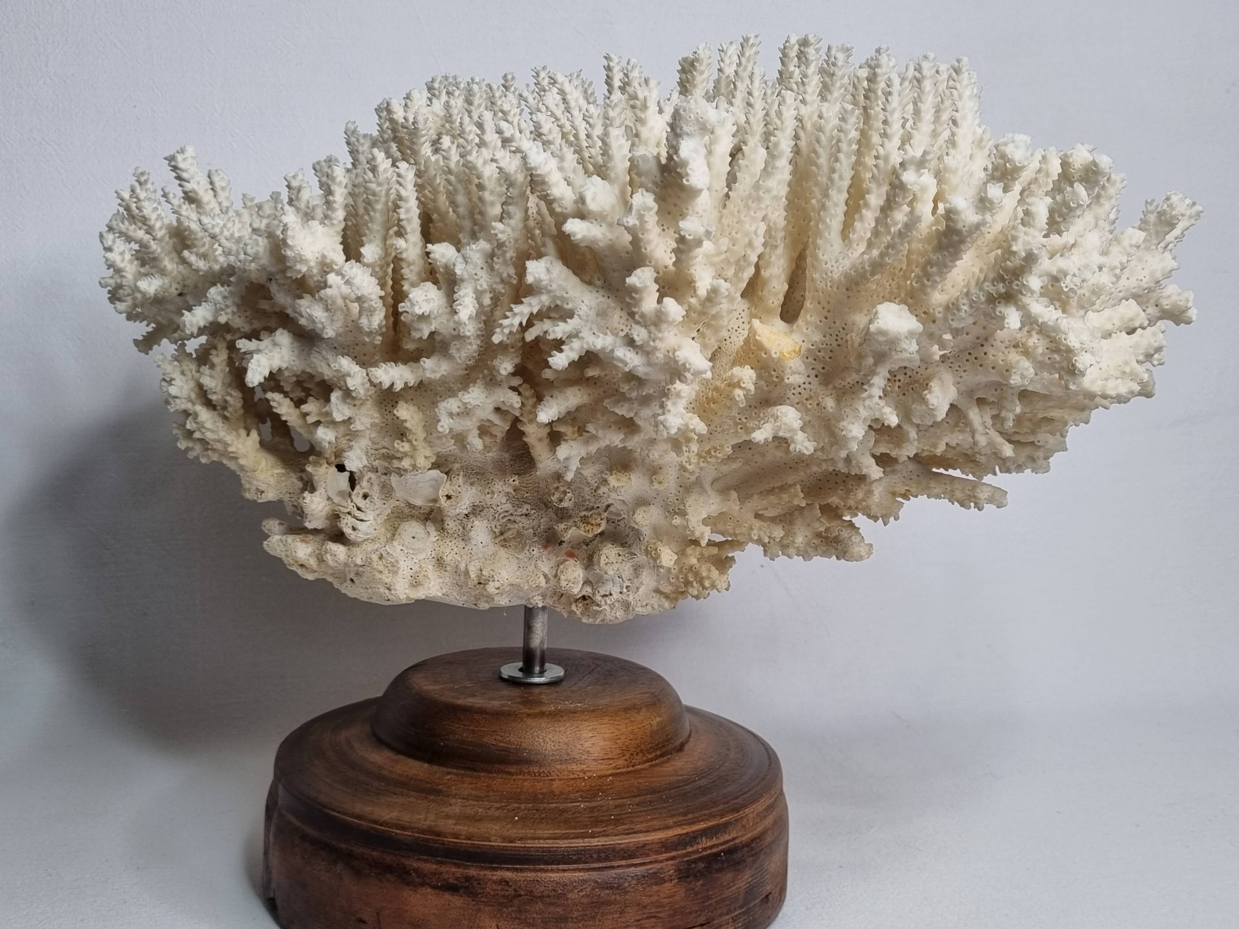 Antique natural white coral on turned wooden base 41 cm