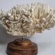 Antique natural white coral on turned wooden base 41 cm