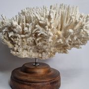 Ancien corail naturel blanc sur socle en bois tourné 41 cm