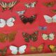 Framed butterflies