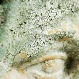 Antique 19th/20th century substantial terracotta Roman Michelangelo David Bust