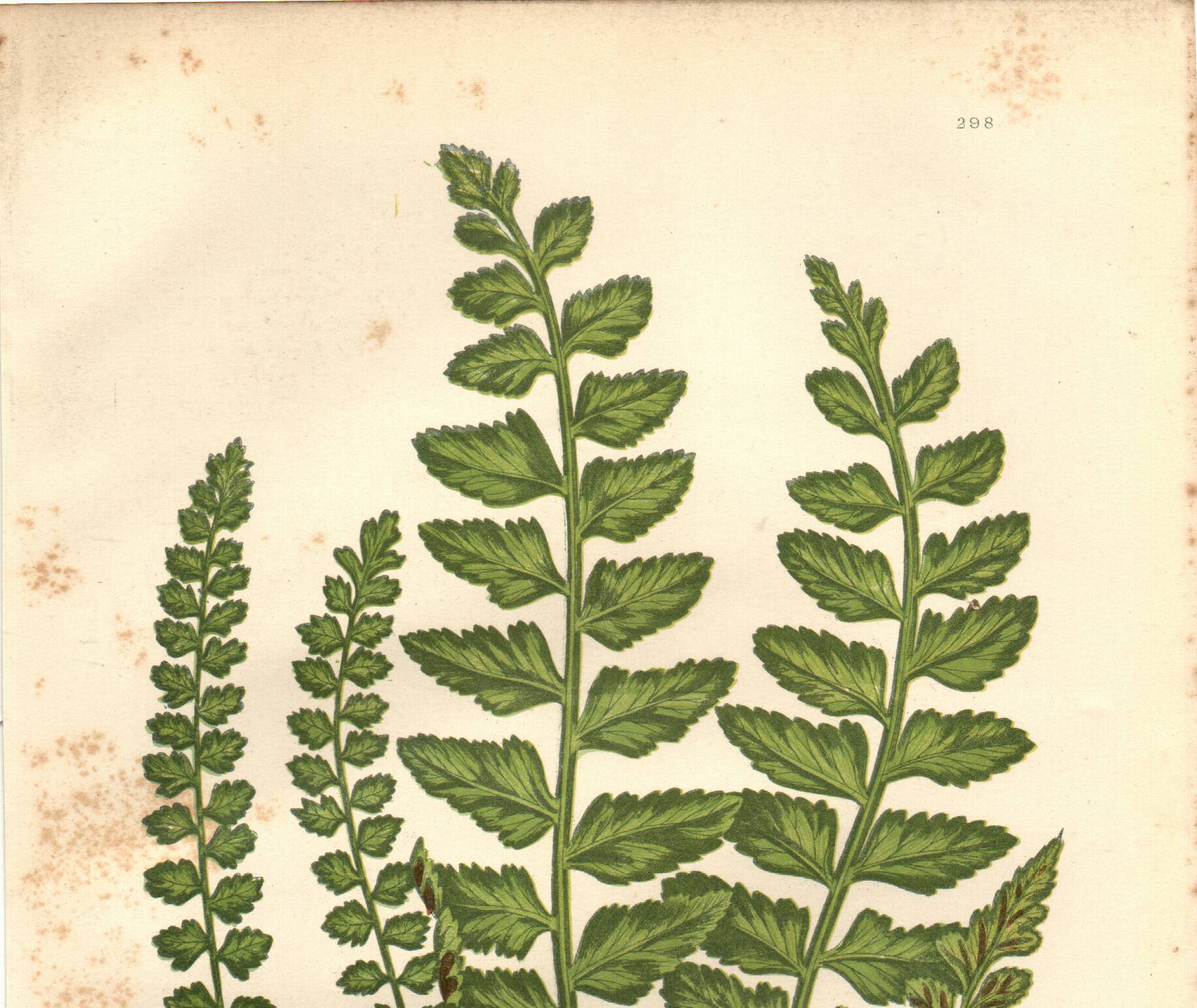 Engraving from 1889 - Fougères cétérach by A. Pratt - old botanical plate
