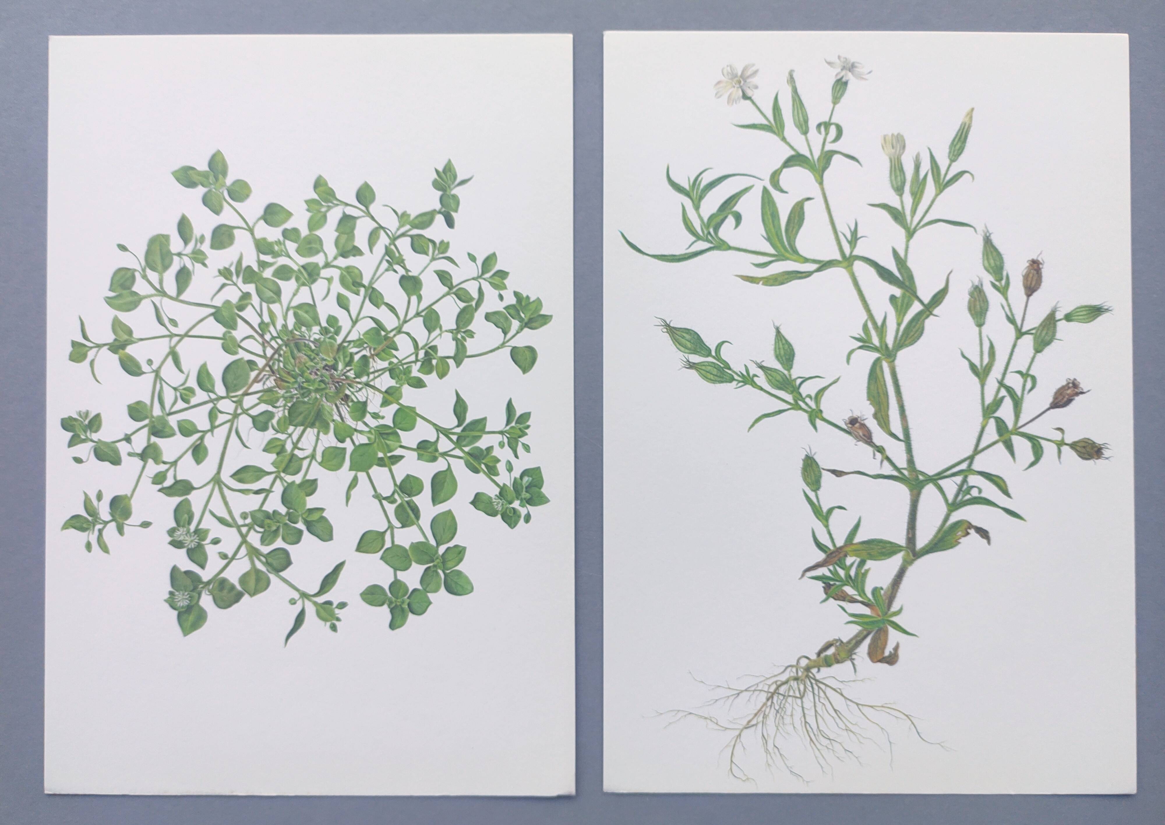 Lot of 2 vintage botanical illustrations from 1978 - including Stellaire - plant and herb plates