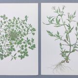 Lot of 2 vintage botanical illustrations from 1978 - including Stellaire - plant and herb plates