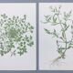 Lot of 2 vintage botanical illustrations from 1978 - including Stellaire - plant and herb plates