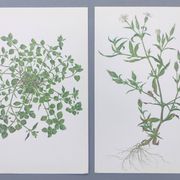 Lot of 2 vintage botanical illustrations from 1978 - including Stellaire - plant and herb plates