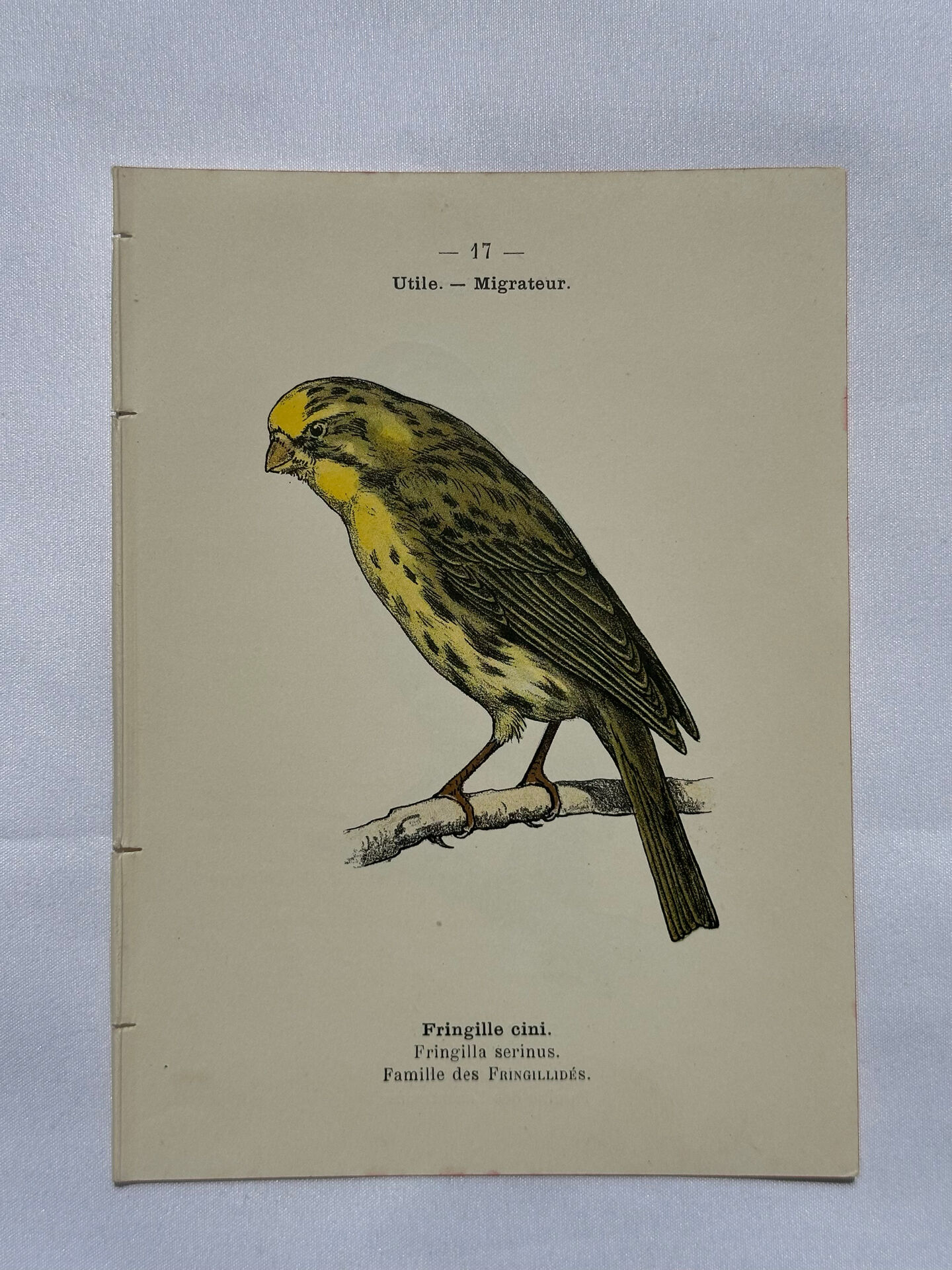 Planche Botanique Gravure oiseaux naturaliste  19eme recto verso  A