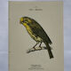 Planche Botanique Gravure oiseaux naturaliste  19eme recto verso  A