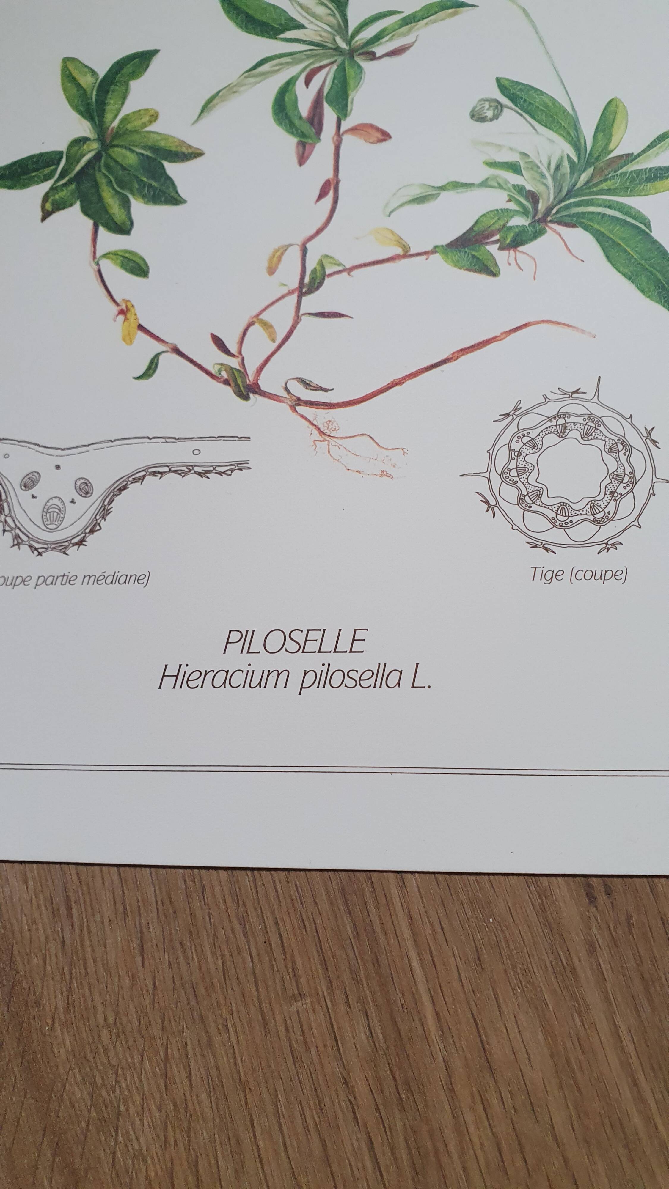 Set of 3 botanical plates "Yellow"- LPR22051B