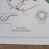 Set of 3 botanical plates "Yellow"- LPR22051B