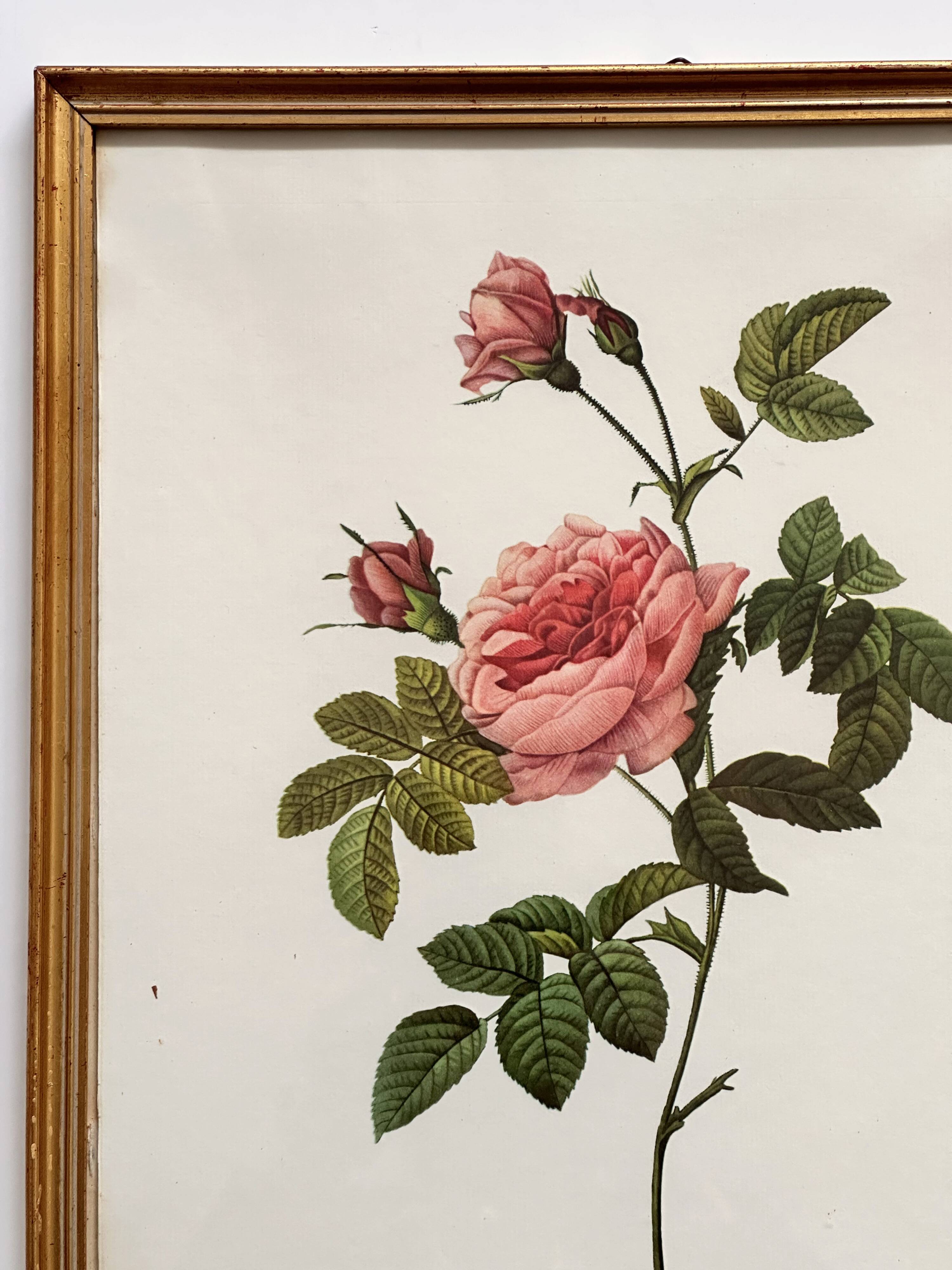 Vintage flower botanical frame