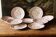 Set of 11 dessert plates in English earthenware.
