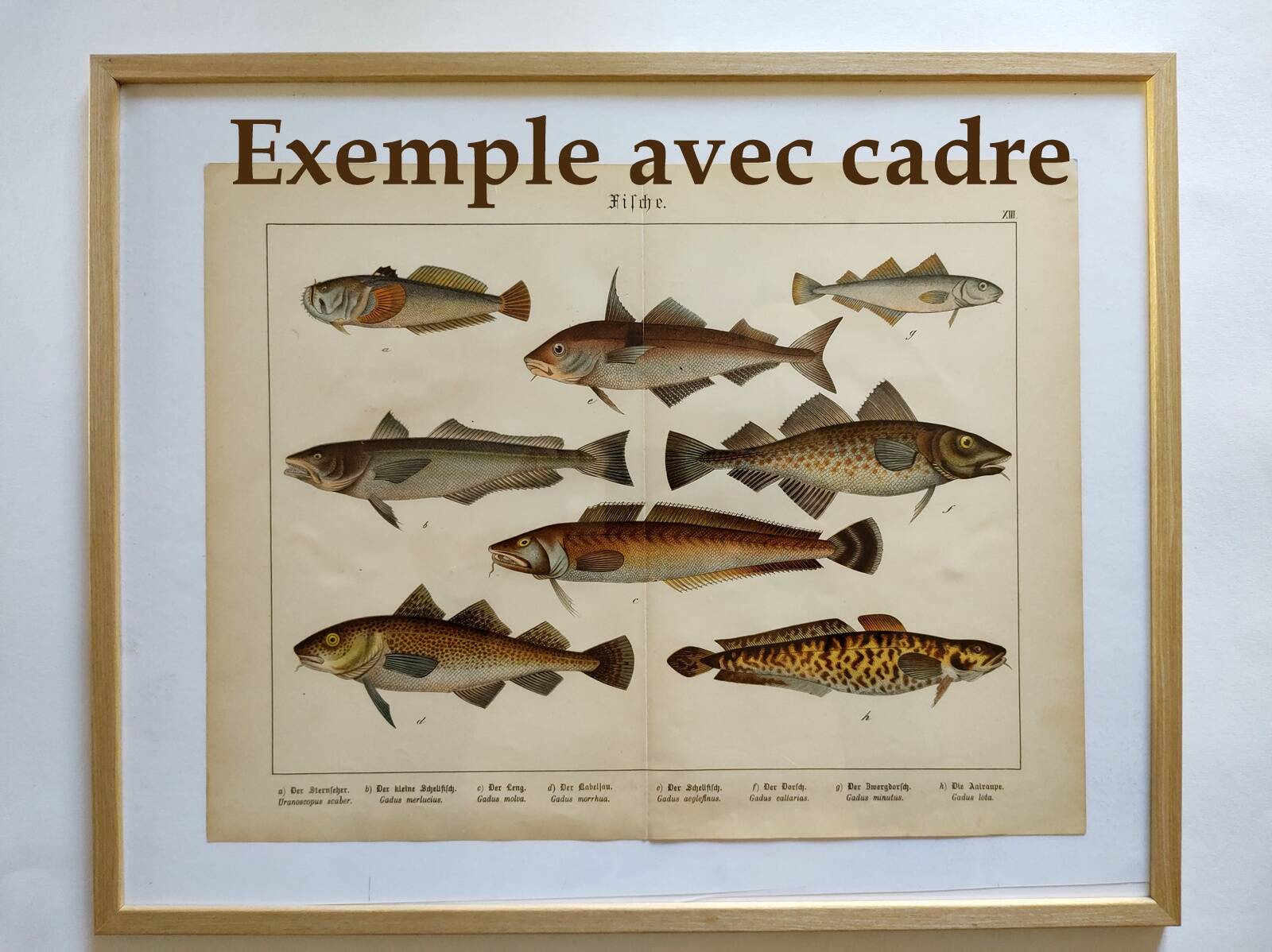 1898 Engraving - Fish - Bream and Rudd. Vintage Lithograph