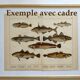 1898 Engraving - Fish - Bream and Rudd. Vintage Lithograph