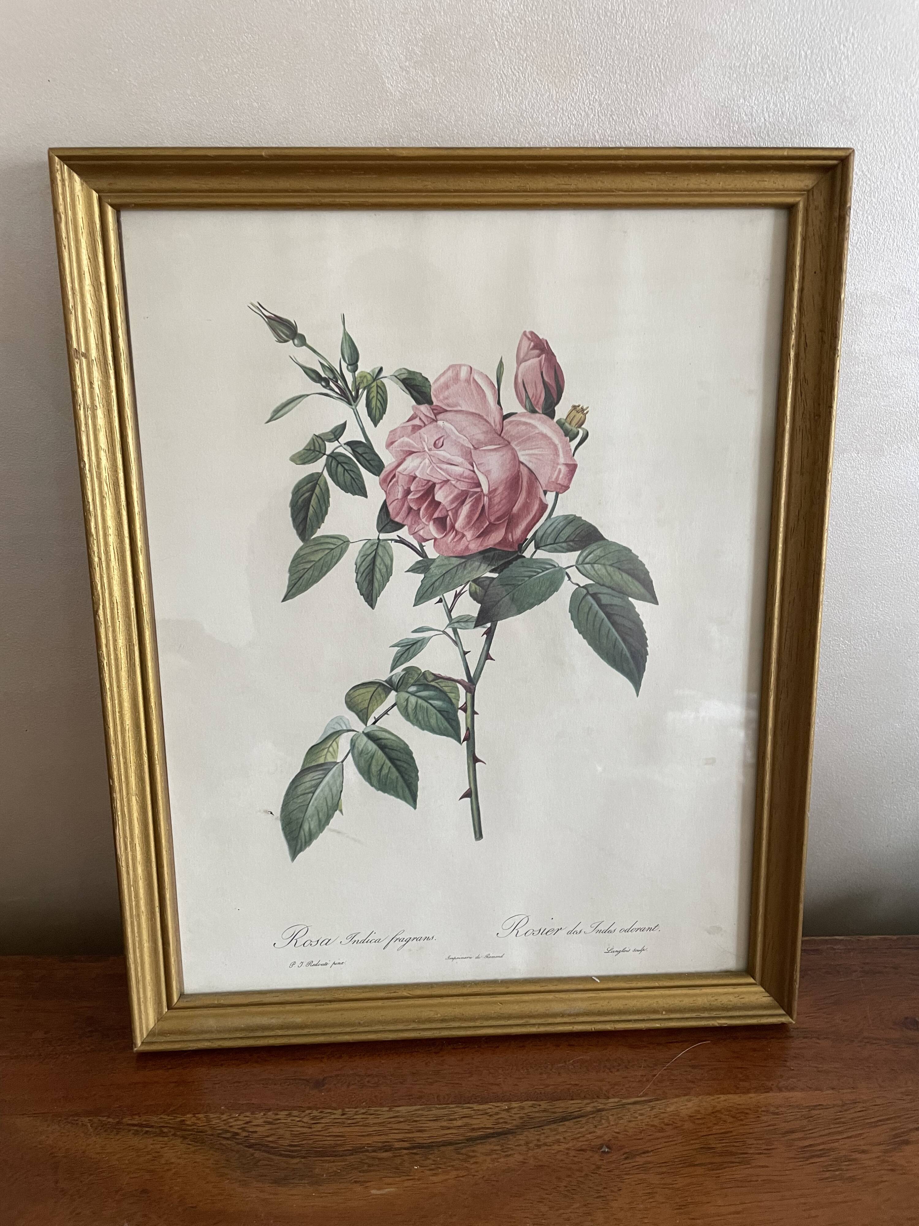 Cadre illustration botanique redouté rosier des indes