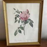 Frame Botanical illustration Dreaded rose of the Indies