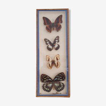 Naturalized butterflies frame