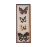 Naturalized butterflies frame