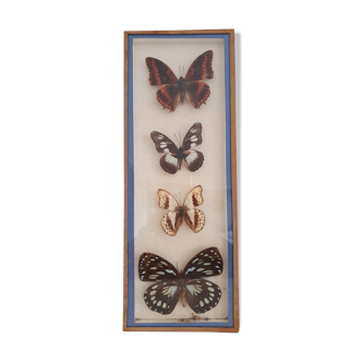 Naturalized butterflies frame