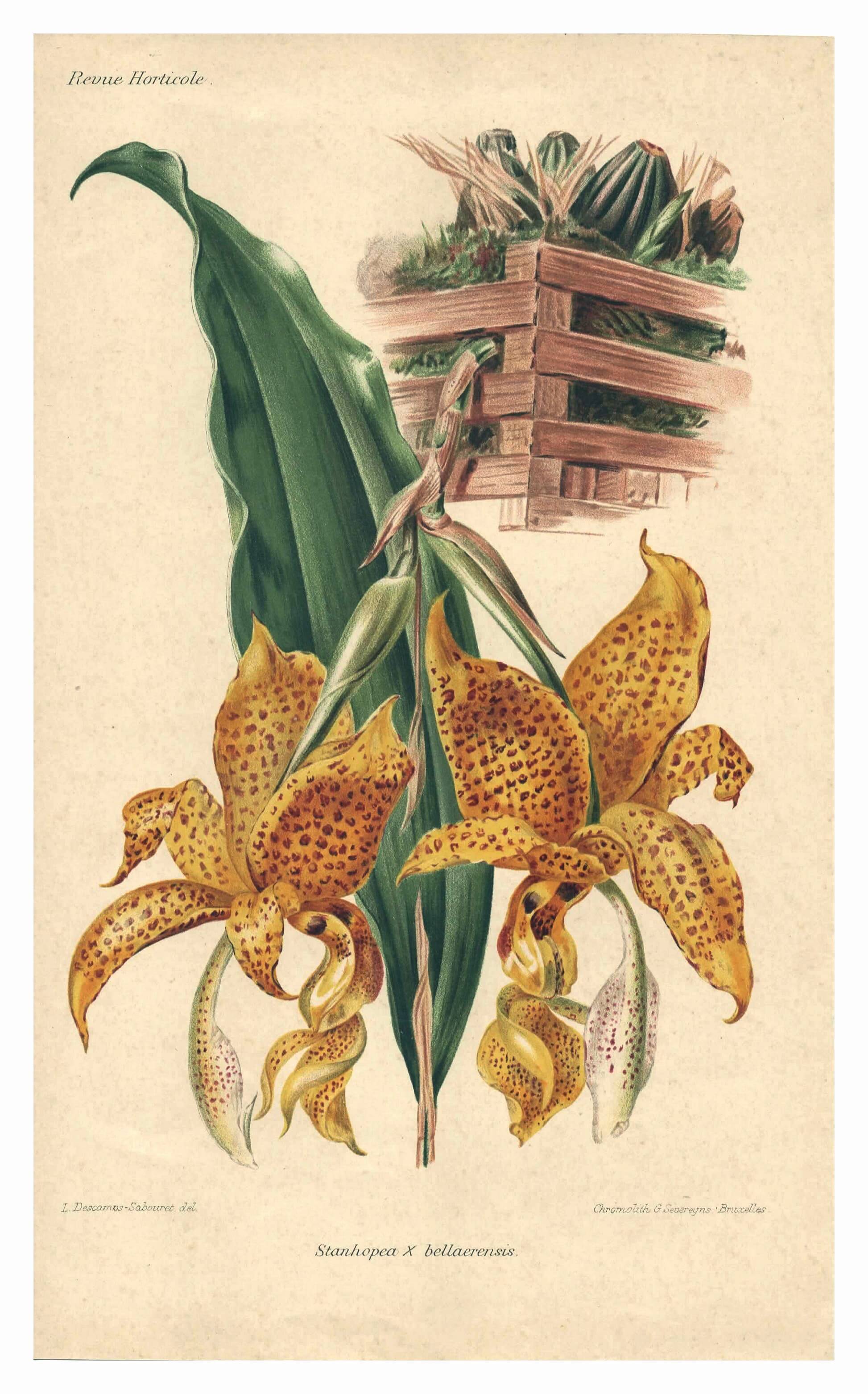 Gravure botanique par Descamps-Sabouret, Stanhopea hybride, 1896