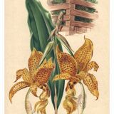 Botanical engraving by Descamps-Sabouret, Stanhopea hybrid, 1896