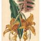 Gravure botanique par Descamps-Sabouret, Stanhopea hybride, 1896