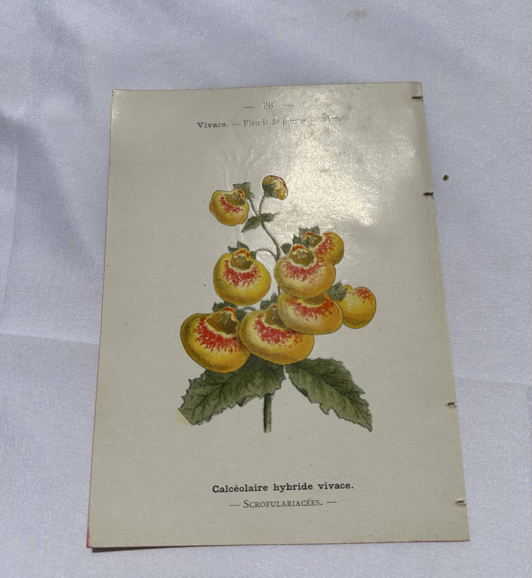 Gravure botanique 1800 double face planche naturaliste fleur de France